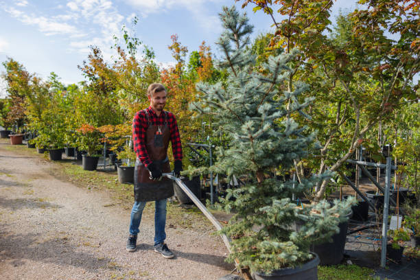 Best Large Tree Removal  in Swartz Creek, MI